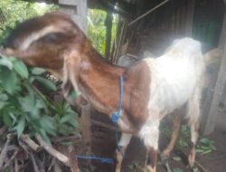 Puluhan Kelompok Ternak Di Banyuwangi Dapat Bantuan Kambing Gering Dari Dinas Peternakan Provinsi Jatim