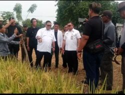 Kades Tanah Baru, Hadiri Simbolis Panen Raya Di Kecamatan Pakisjaya