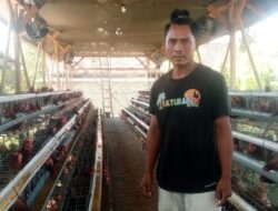 BUMdes Cemerlang Baturaden Berjalan 100 % Ternak Ayam Bertelur